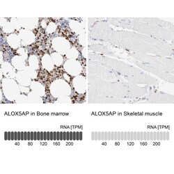 FLAP Antibody, Novus Biologicals 25 &mu;L; Unlabeled:Antibodies, Polyclonal